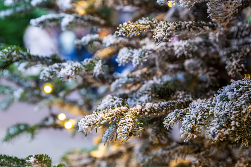 The powdered branches of the Christmas tree with burning yellow lights. Yellow garlands on the snow-covered branches of a coniferous tree. Branches of an evergreen tree in frost and burning yellow light bulbs.