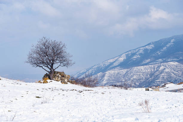 Árbol solitario en un campo nevado en la temporada de invierno del día soleado. La cordillera montañosa del Cáucaso es un telón de fondo. - foto de stock