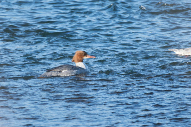 istock Common Merganser female swimming 1894184083
