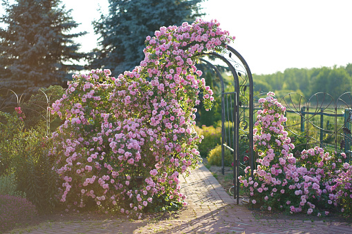 Rose curly, climbing grows on a metal arch, support. Vegetation for landscape design. Fence decor in a private courtyard