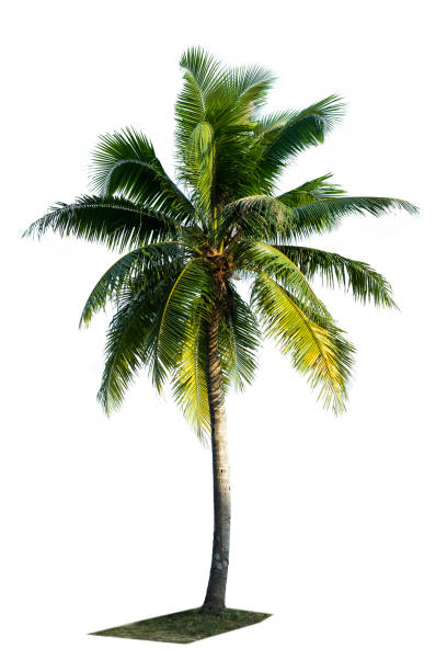 istock Beautiful coconut palm tree isolated on white background. Suitable for use in architectural design or Decoration work. 1894195530
