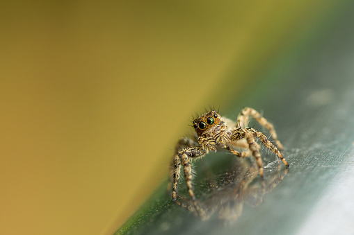 Close-up of a jumping common North American jumping spider species snacking on a midge.