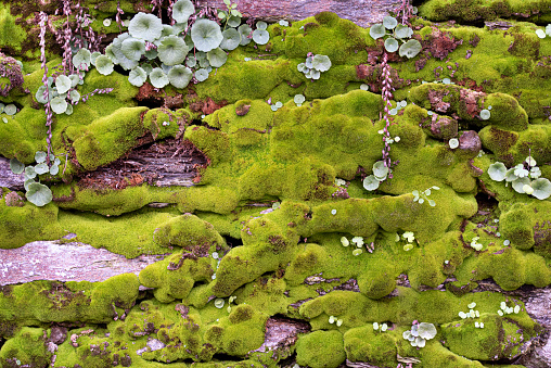 Wild moss with small plants and rock