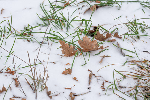 Snow close up with leaves and grass