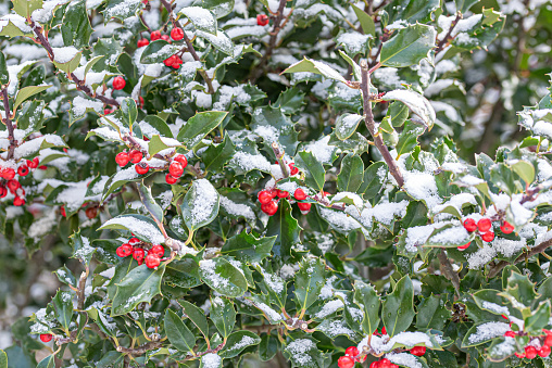 Holly branch with green leaves and snow-covered bush in foreground