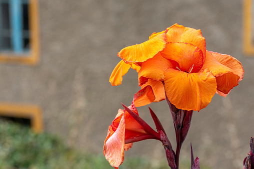 Flower Canna indica, also known as Mexican railing, beaded cane, crab flower, achira, red platanito or yerba del rosario