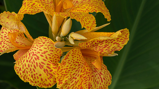 Flower canna yellow tropical wild