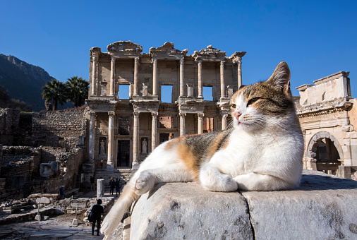 Cat Gray On The Background Of Ancient Ruins. Portrait Of Cat Sitting Against Ancient Egyptian Temple