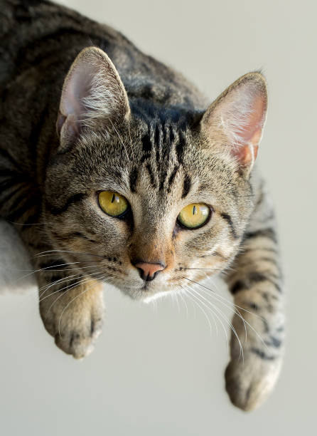 istock Pet animal; cute cat 1894278388