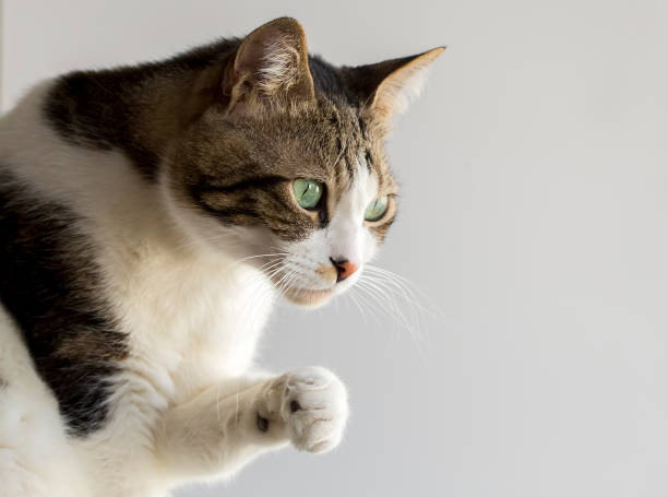 istock Pet animal; cute cat 1894278906