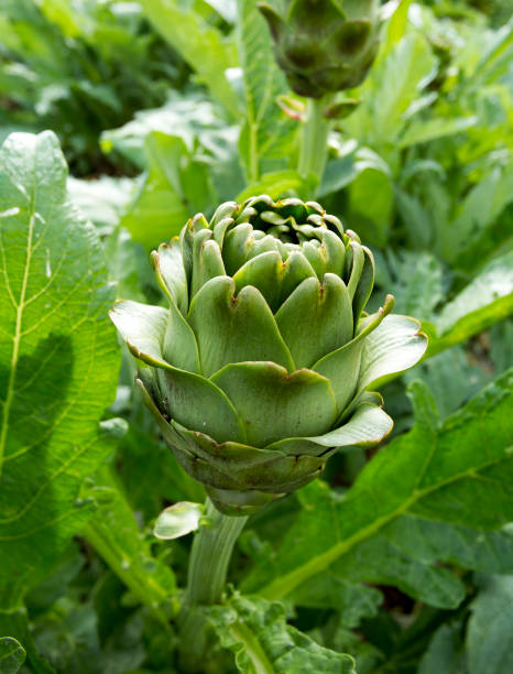 istock Green artichoke field agriculture (Turkey Izmir Urla) 1894280974