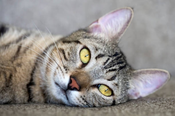 istock Pet animal; cute cat 1894280975
