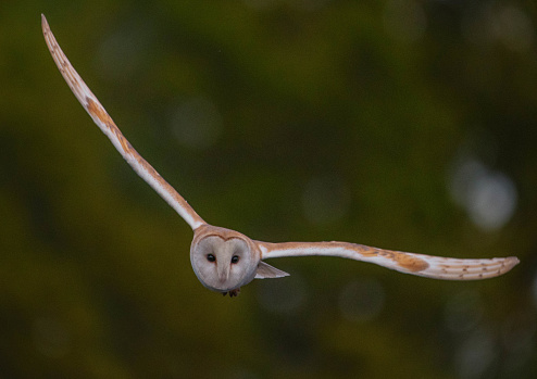 Barn owl bird flying