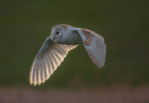 Barn owl bird flying
