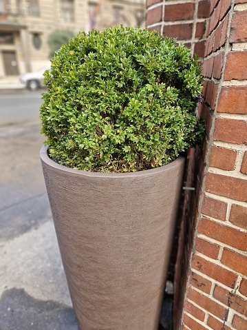 boxwood evergreen shrub or tree with small leaves, native to the Mediterranean. It is cut into the shape of a green sphere in a concrete pot with small leave, sempervirens, buxus