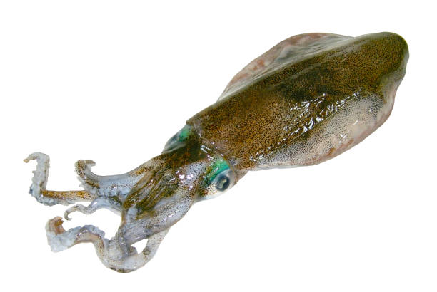 Delocious Bigfin reef squid (Aoriika) cutout photograph with white background.