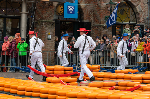 Carriers walking with cheese at a famous Dutch cheese market in Alkmaar, The Netherlands. The event is traditionally perforemed every weekend in the Waagplein square.