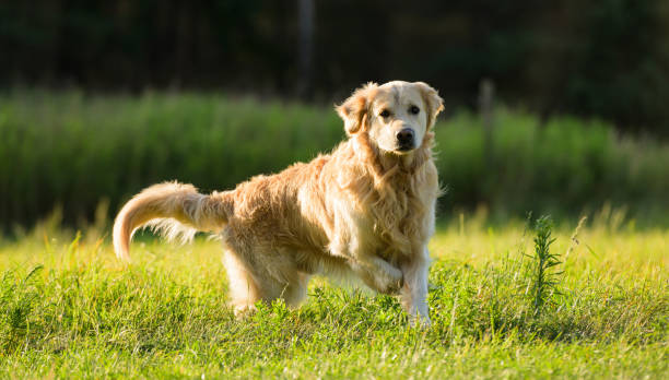istock Cute Dog Running Outdoors On A Grass 1894343413