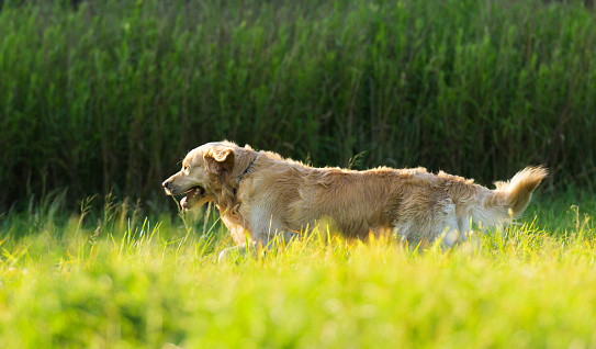 Adorable Golden Retriever Dog Running Outdoors In Green Grass