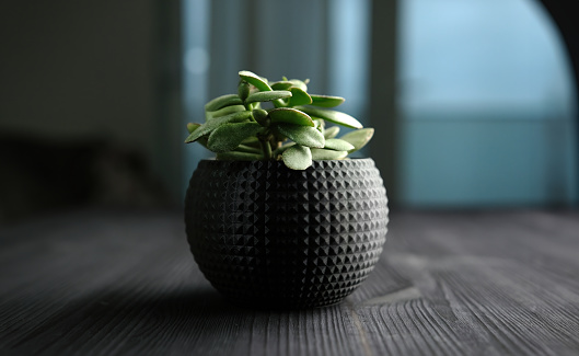 Houseplant In Black Pot Sits On Wooden Table