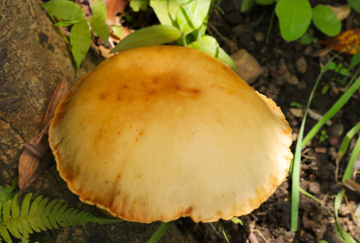 Top view of brown jellyfish-like Oowaraitake (Spectacular rustgill, Gymnopilus junonius) spreading its large umbrella of nearly 20 cm in the thicket.