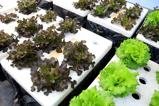 Perspective view of Red oak lettuce rows growing in hydroponic sytem on handmade white foam box.