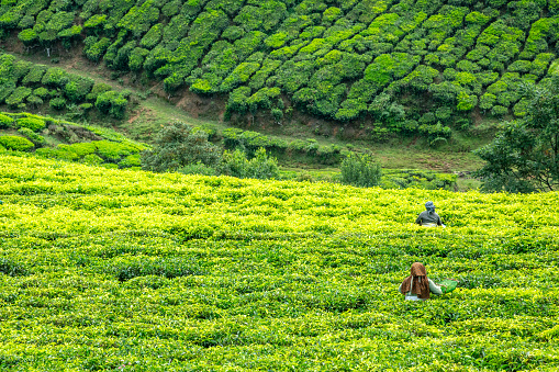 Buyungule Village, South-Kivu, Congo, Democratic Republic - January 05, 2011: Mother and daughter from the Batwa Pygmies are carrying a heavy load of beans from the fields into their village. Buyungule is a village of the Batwa Pygmies, the native people of the Kahuzi Biega area.\nKahuzi-Biega Forest was the home of Batwa pygmies before it  was gazeeted as a National Park in 1970.  The life of the pygmy people was closely linked to the forest – there they found all what they needed for their life (food, medicine, shelter, etc.).  After the loss of their original habitat a lot of Pygmy people feel that they have lost their dignity as human being.