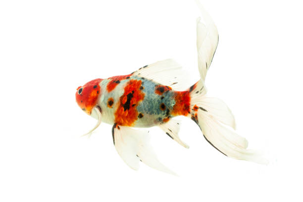 istock Goldfish isolated on the white background. Koi fish with clipping path. 1894408662