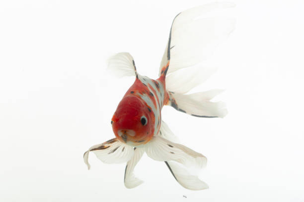 istock Goldfish isolated on the white background. Koi fish with clipping path. 1894408670