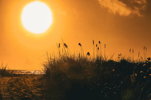 weg zum strand bei sonnenaufgang durch eine sanddüne - sand sea oat grass beach sand dune stock-fotos und bilder