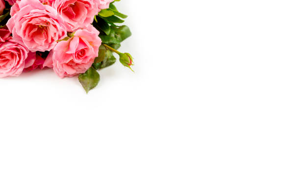 istock Pink rose on the white background. Concept photo. 1894434858