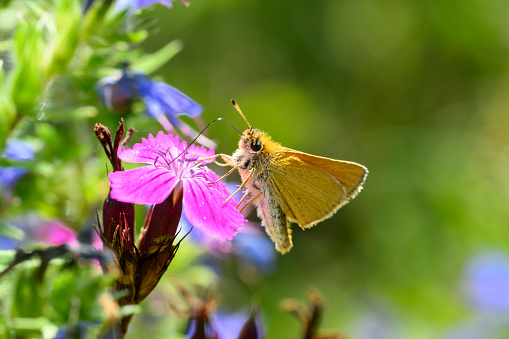 Essex skipper or European skipper butterfly - Thymelicus lineola sucks with its trunk nectar from a Carthusian pink blossom - Dianthus carthusianorum