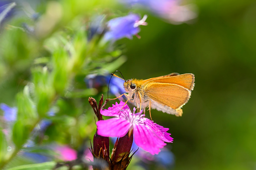 Essex skipper or European skipper butterfly - Thymelicus lineola sucks with its trunk nectar from a Carthusian pink blossom - Dianthus carthusianorum