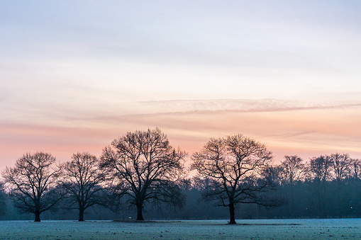 Trees on a frosted meadow on a very cold winter morning with a beautiful orange sunrise. The forest 