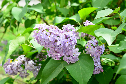 common lilac in bloom isolated close up