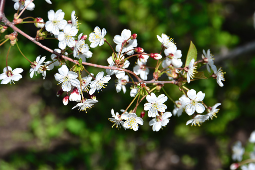 blossoming cherry tree branch isolated close up
