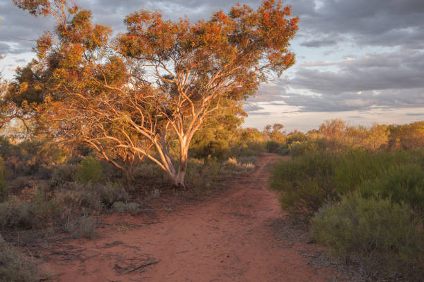 istock Golden sunset at Menindee Lakes 1894489876