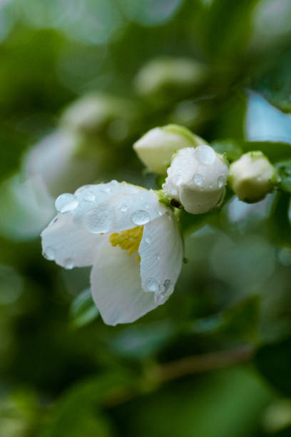 Cherry fruit trees blooming with drops of rain