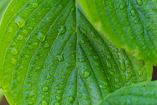 leaves wet in the rain