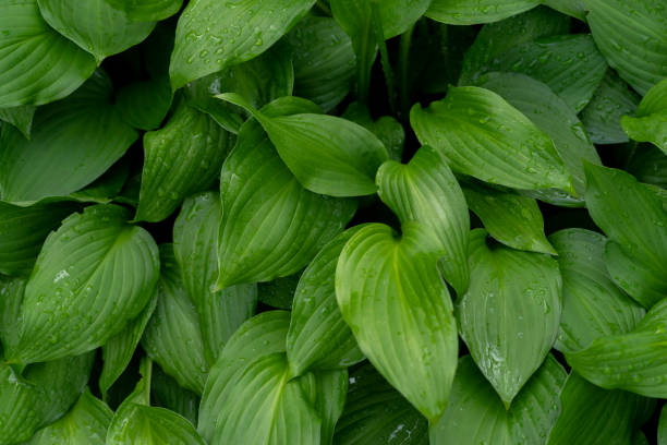 istock leaves wet in the rain 1894523464