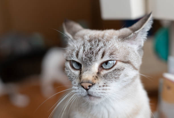 A cat that looks in a bad mood