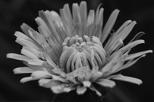 Extreme close-up of a beautiful blooming dandelion. Black and white