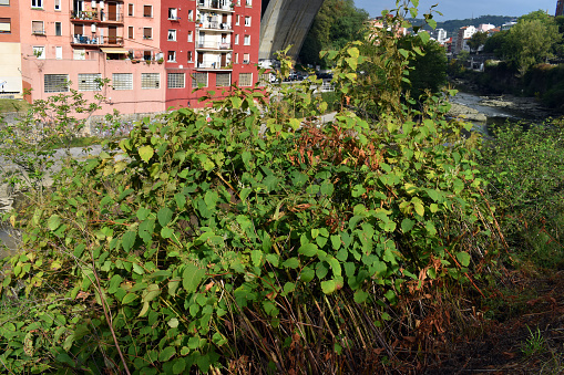 The invasive plant Japanese knotweed (Reynoutria japonica or Fallopia japonica or Polygonum cuspidatum)