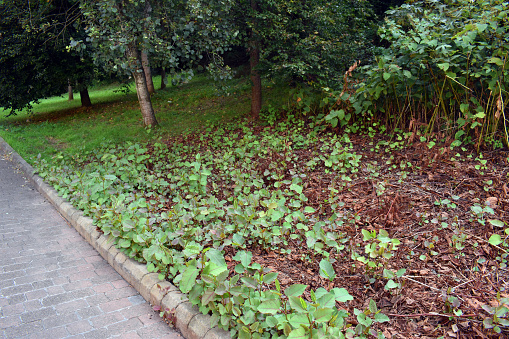 The invasive plant Japanese knotweed (Reynoutria japonica or Fallopia japonica or Polygonum cuspidatum) grows in a park