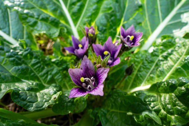 Violet flowers of wild Mandragora plant Violet flowers of wild Mandragora plant among green leaves close-up mandragora stock pictures, royalty-free photos & images