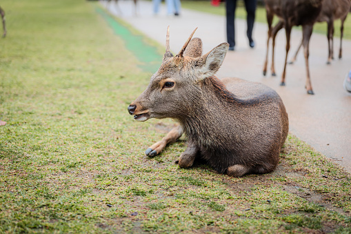 A Sika Deer Resting in Nara Park