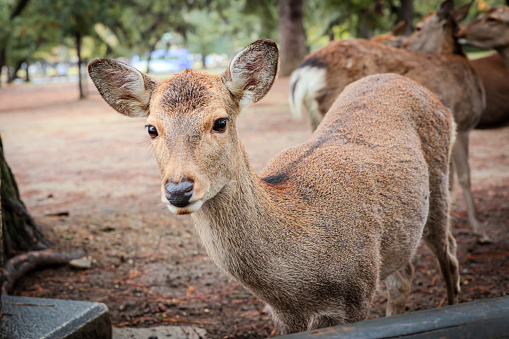 A Close-up of a Deer in Nara, Japan