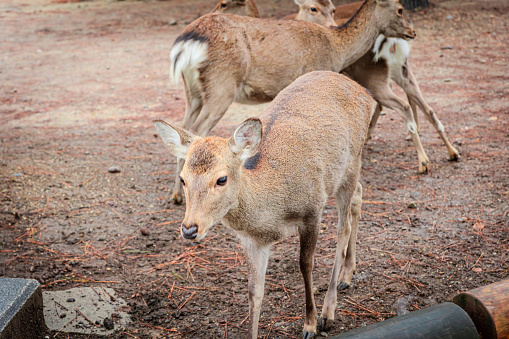 Four deer in Nara, Japan