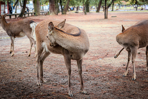 Three deer in Nara park