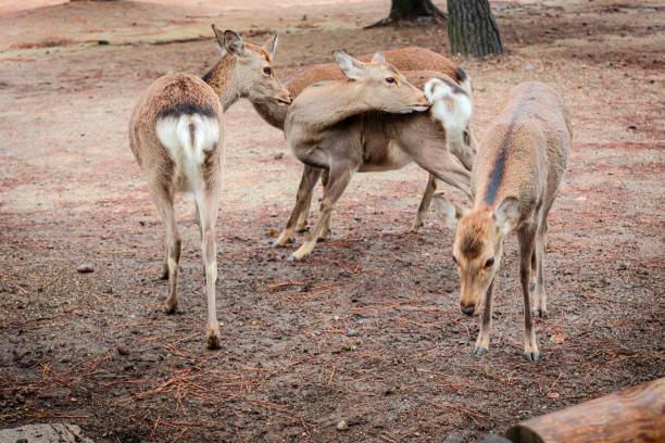 three deer in nara, japan - 興福寺 奈良 個照片及圖片檔